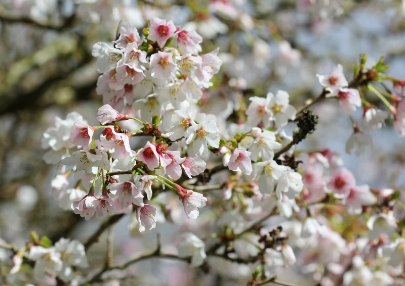 Cerisier du Japon ‘Little Twist’ ( Prunus incisa ‘Little Twist’)