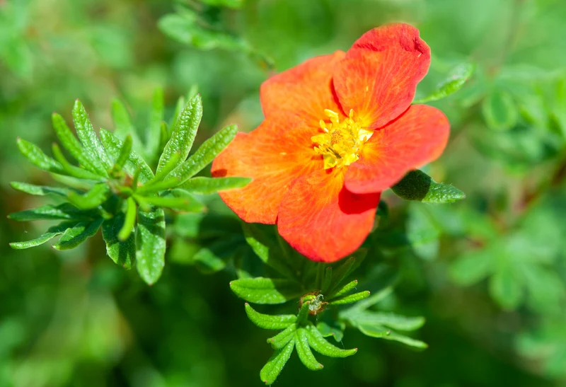 Potentille arbustive ‘Red Joker’ ( Potentilla fruticosa ‘Red Joker’)