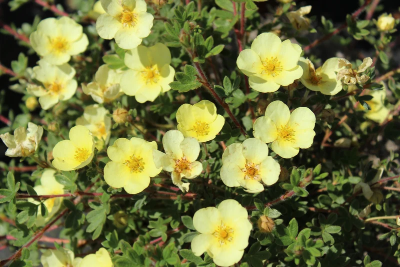 Potentille arbustive ‘Primrose Beauty’ ( Potentilla fruticosa ‘Primrose Beauty’)