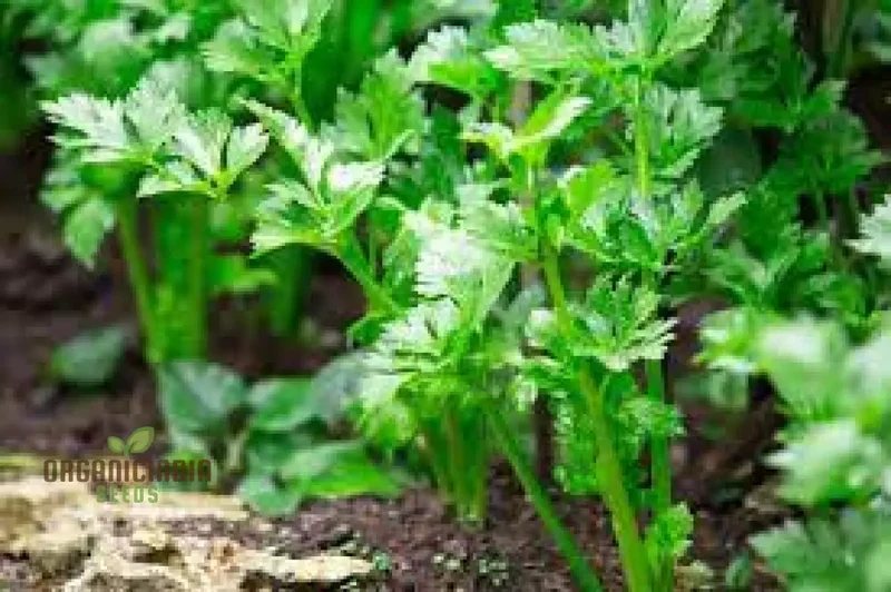 Herb Celery Seeds for Gardening | Premium Quality Celery Seeds for Planting