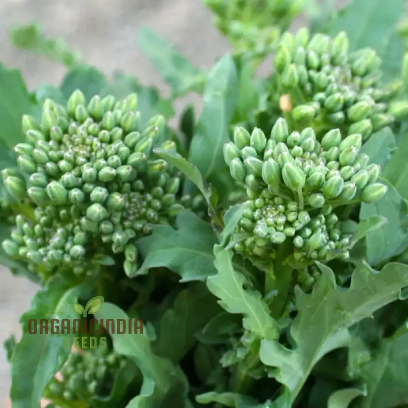 Broccoli-Raab Seeds - Spring Rapini for Gardening Enthusiasts