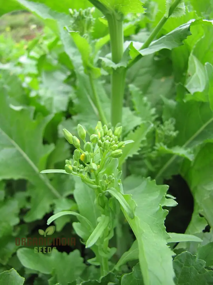 Broccoli-Raab Seeds - Spring Rapini for Gardening Enthusiasts