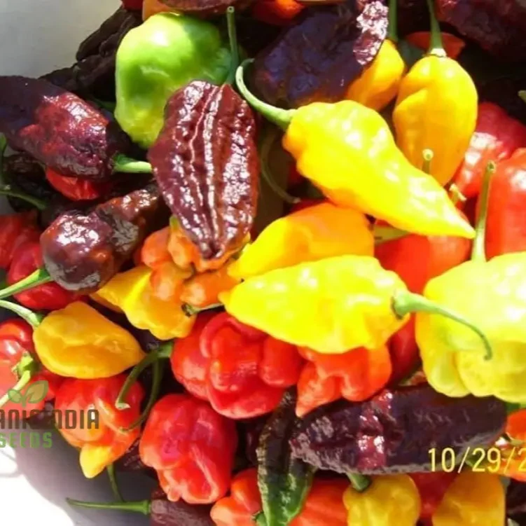 Hot Pepper Seeds - Caribbean Blend for Vibrant Flowers and Garden Planting