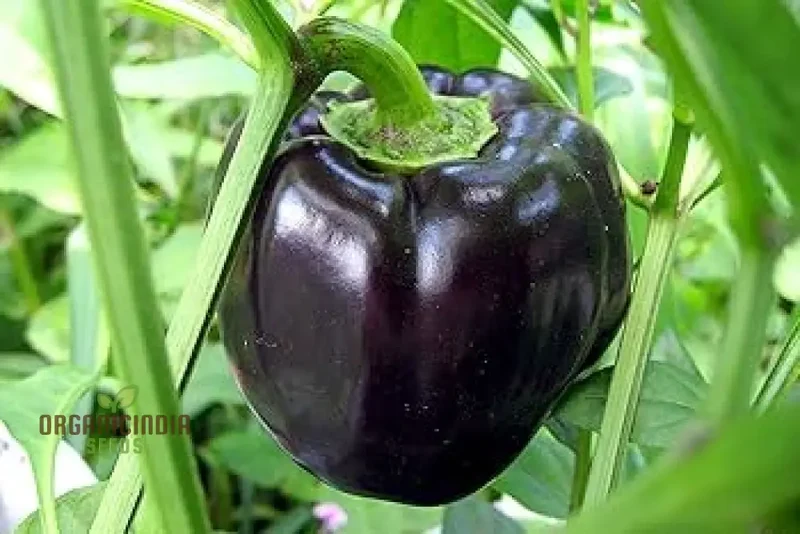 Merlot F1 Sweet Pepper Seeds - Vibrant Flowers, Ideal for Planting in Gardens and Pots