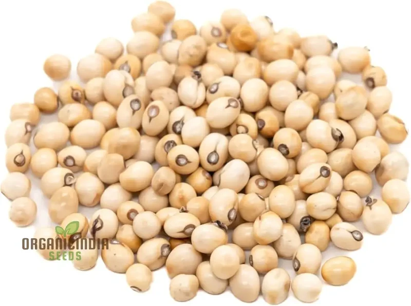 White Gunja Seeds – Premium Quality Garden Seeds for Home & Outdoor Planting