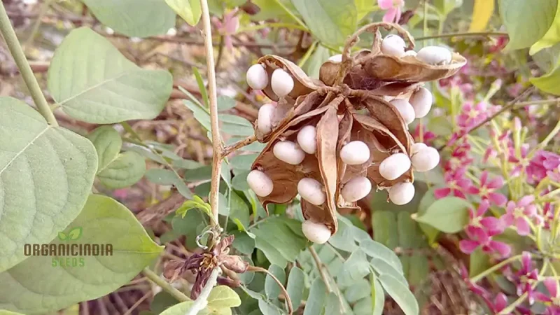White Gunja Seeds – Premium Quality Garden Seeds for Home & Outdoor Planting