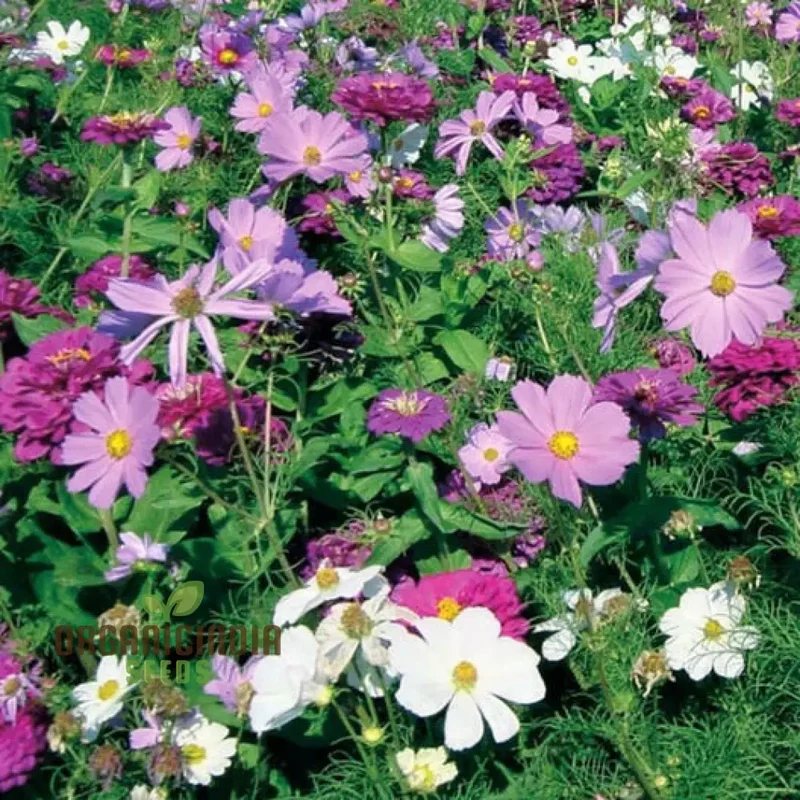 Purple Rain Mix Flower Seeds For Planting, Elegant Purple and White Blooms