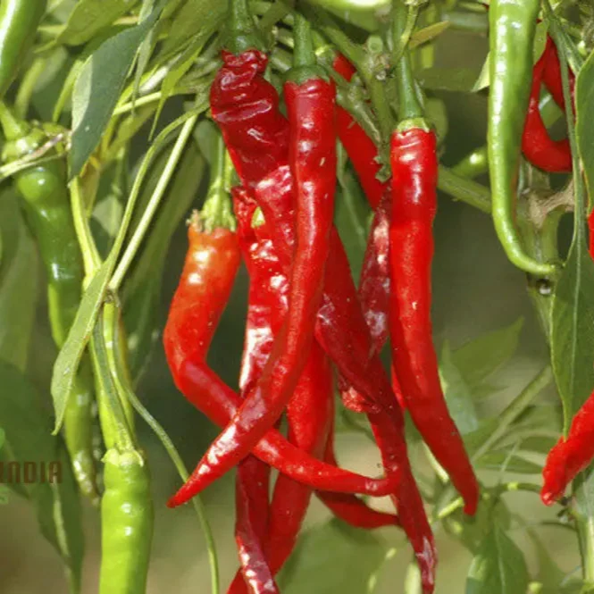 Hot Pepper Seeds - Cayenne Long Red Thin for Vibrant Flowers, Ideal for Planting
