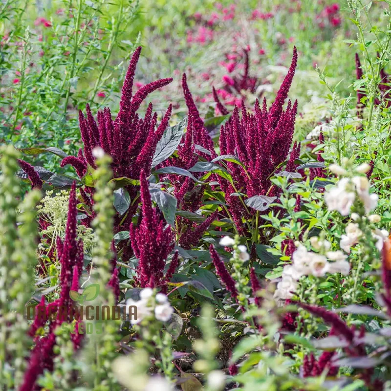 Amaranthus Seeds - Pygmy Torch for Stunning Garden Planting