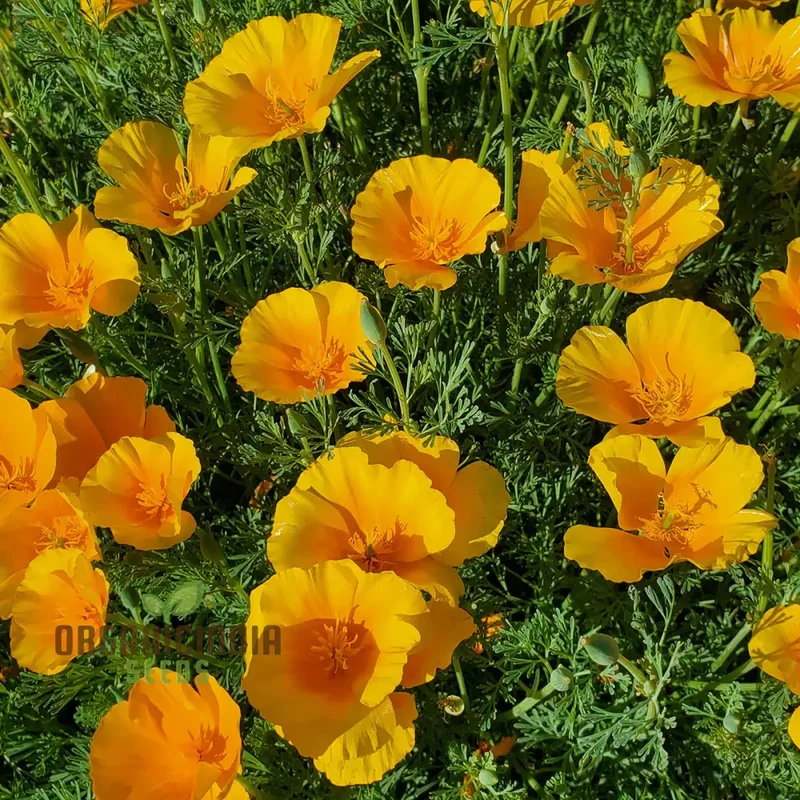 NM California Poppy Yellow Seeds for Vibrant Gardens | Easy-to-Grow Wildflower Seeds | Buy Now for Beautiful Blooms | Gardening Enthusiasts' Choice