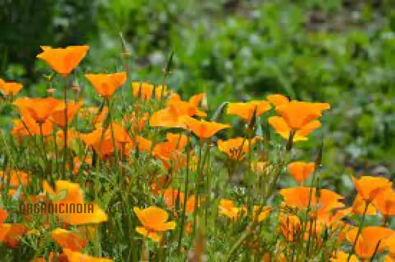 NM California Poppy Yellow Seeds for Vibrant Gardens | Easy-to-Grow Wildflower Seeds | Buy Now for Beautiful Blooms | Gardening Enthusiasts' Choice