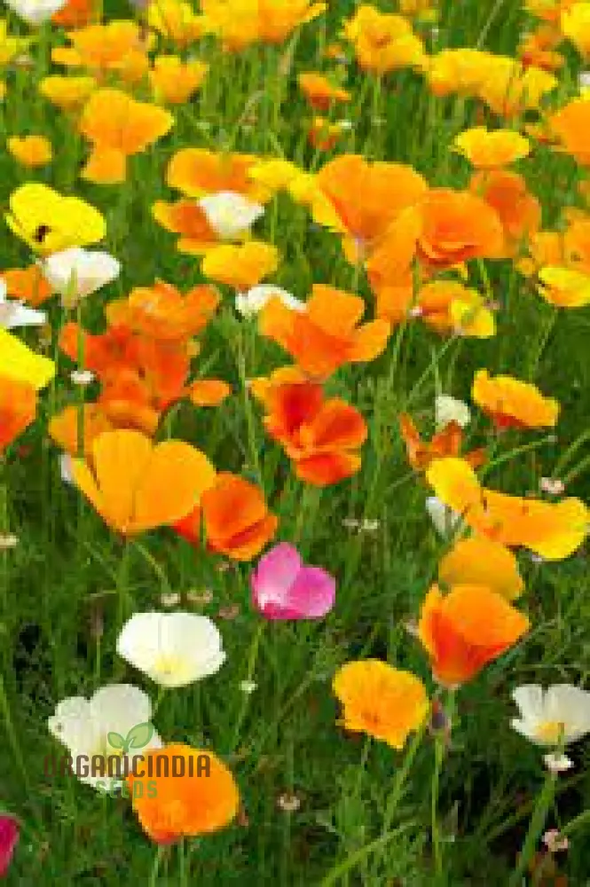 NM California Poppy Yellow Seeds for Vibrant Gardens | Easy-to-Grow Wildflower Seeds | Buy Now for Beautiful Blooms | Gardening Enthusiasts' Choice