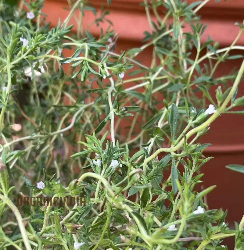 Summer Savory Seeds – Premium Culinary Herb, Organic Non-GMO, Easy to Grow