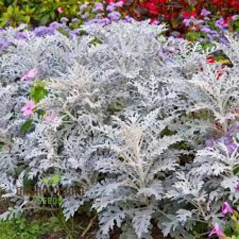 NM - Cineraria maritima Silver Dust Seeds for Gardening - Hardy Annual Silver Dust Plants - Easy to Grow and Maintain