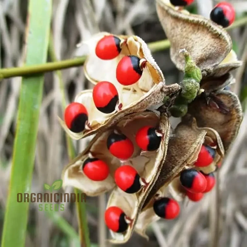 Red Gunja Seeds (Chirmi Gurinvida Beads) Beautiful Red Gunja Planting Seeds