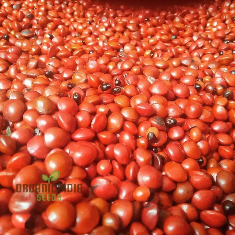 Red Gunja Seeds (Chirmi Gurinvida Beads) Beautiful Red Gunja Planting Seeds