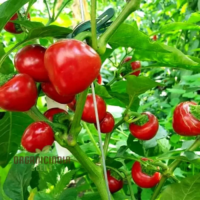 Red Cherry Sweet Pepper Seeds