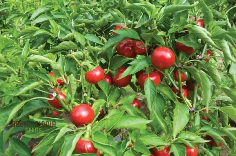 Red Cherry Sweet Pepper Seeds