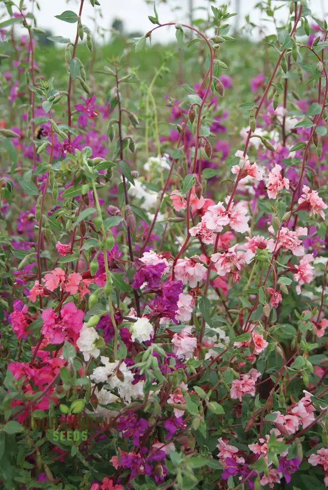 NM - Clarkia Elegans Double Mix Seeds for Gardening Enthusiasts