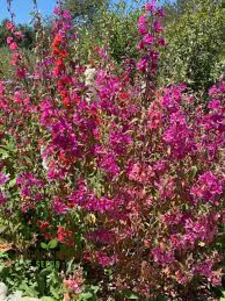 NM - Clarkia Elegans Double Mix Seeds for Gardening Enthusiasts