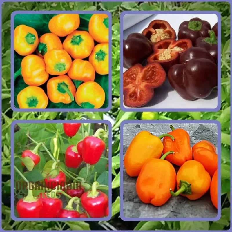 Sweet Pepper Seeds - Mini Bell Blend for Colorful Garden Flowers | Planting Seeds