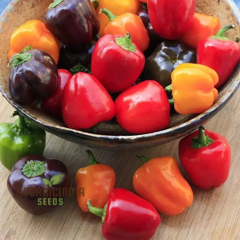 Sweet Pepper Seeds - Mini Bell Blend for Colorful Garden Flowers | Planting Seeds