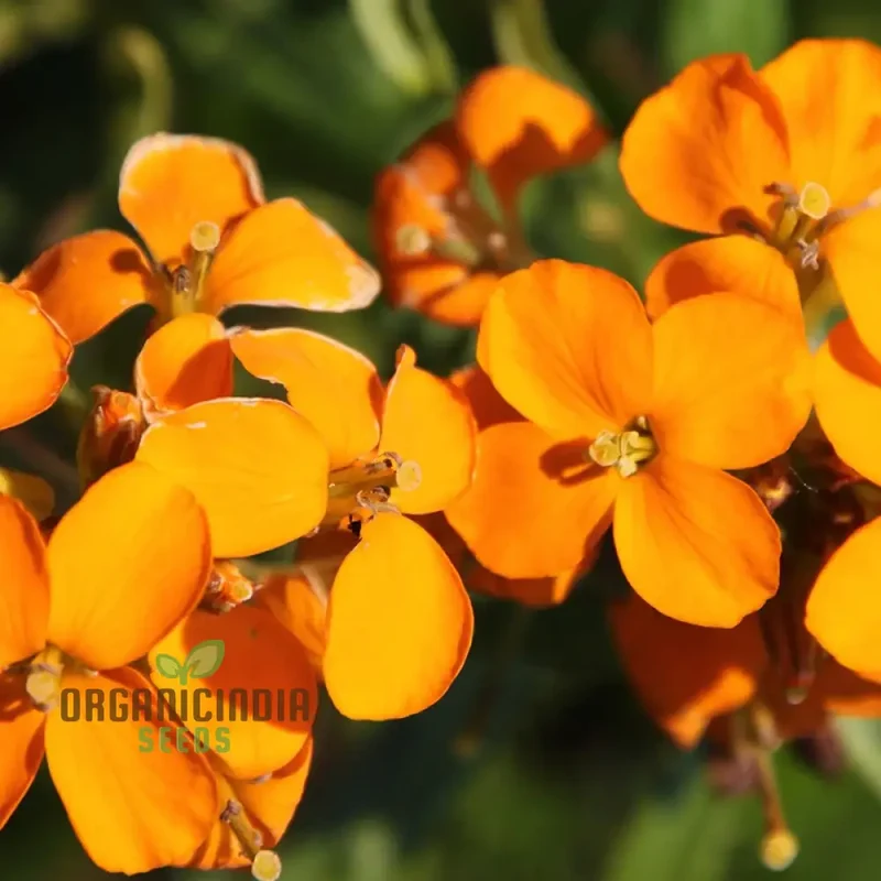 Orange You Glad - Orange Flower Seed Mix, A Stunning Collection of Vibrant Orange Flowers for Your Garden