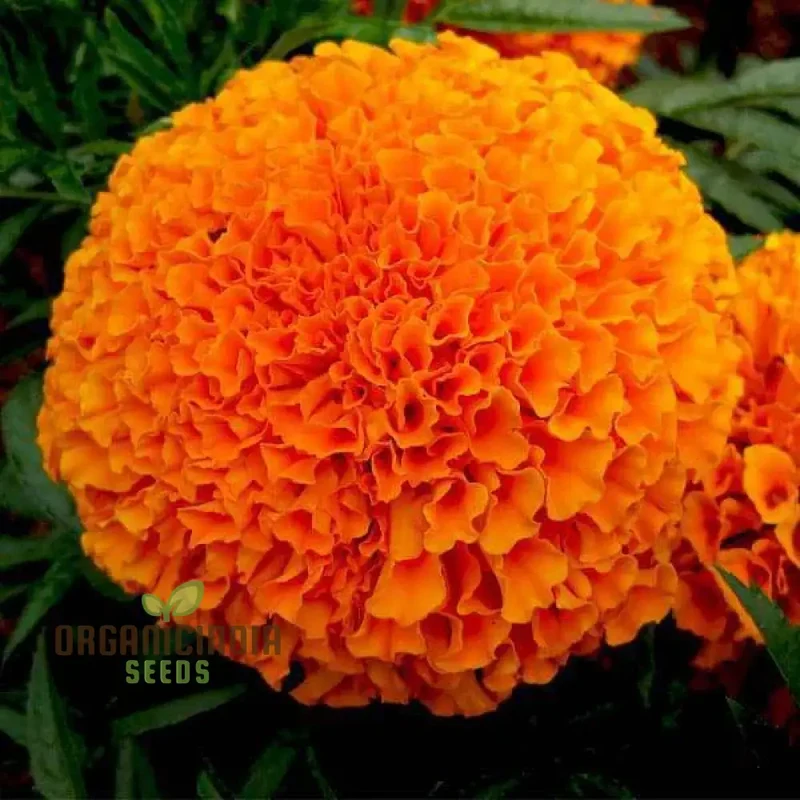 Orange You Glad - Orange Flower Seed Mix, A Stunning Collection of Vibrant Orange Flowers for Your Garden