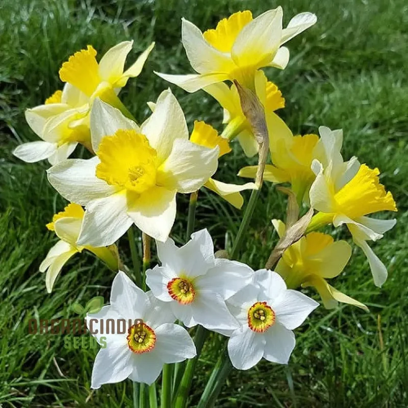 Nargis Daffodil Mix Flower Seeds, Diverse Color Blooms for Stunning Spring Gardens, Easy to Grow, Hardy Perennial Flowers