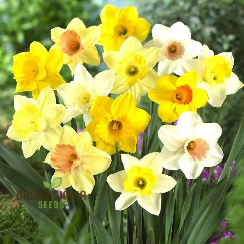 Nargis Daffodil Mix Flower Seeds, Diverse Color Blooms for Stunning Spring Gardens, Easy to Grow, Hardy Perennial Flowers