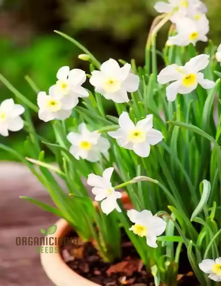 Nargis Daffodil Mix Flower Seeds, Diverse Color Blooms for Stunning Spring Gardens, Easy to Grow, Hardy Perennial Flowers