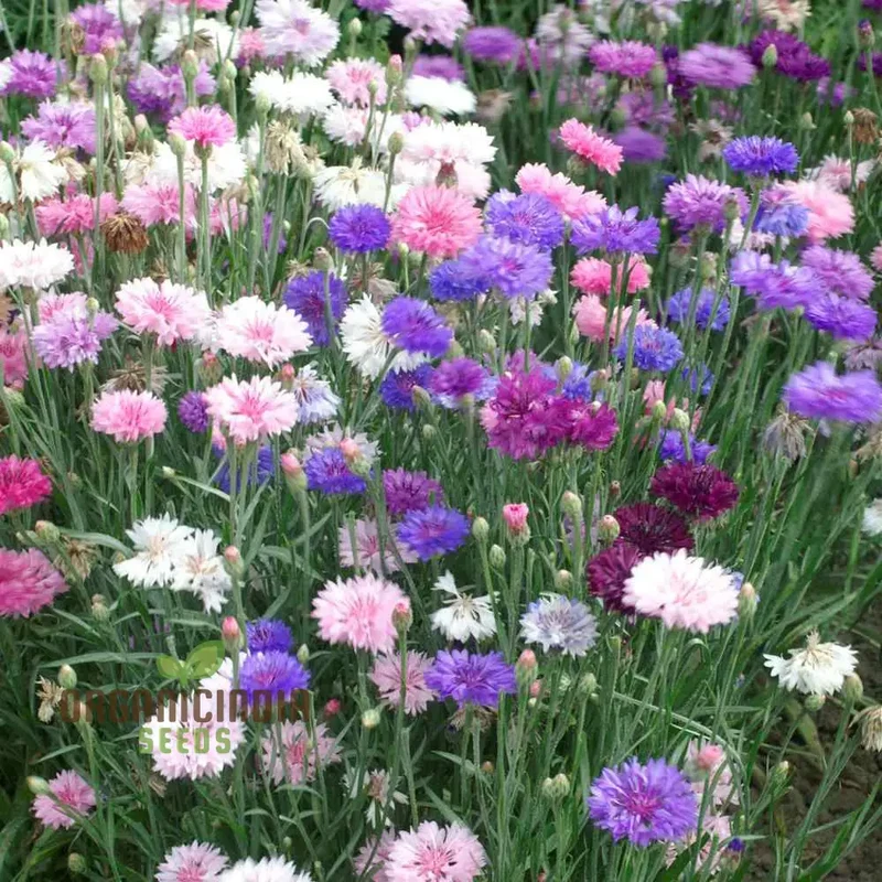 Cornflower Dwarf Polka Dot Mix Seeds - Premium Gardening Variety for Beautiful Blooms