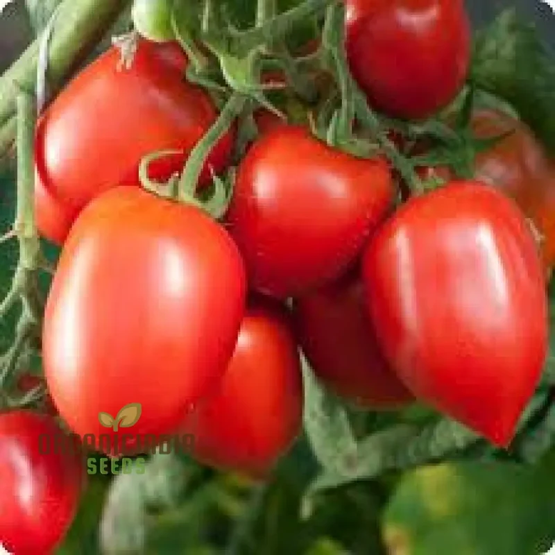 Tomato Seeds - Amish Paste for Juicy Harvests | Premium Garden Planting Seeds