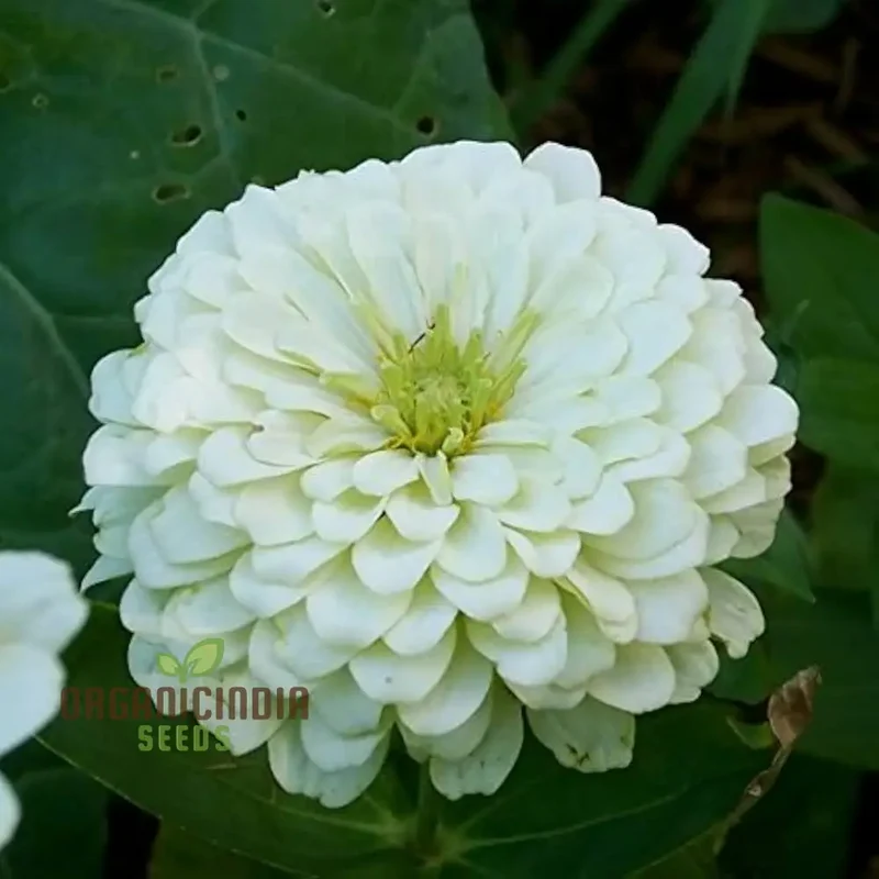 Green with Envy Flower Seed Mix - Spectacular Planting Seeds for Vibrant Gardens