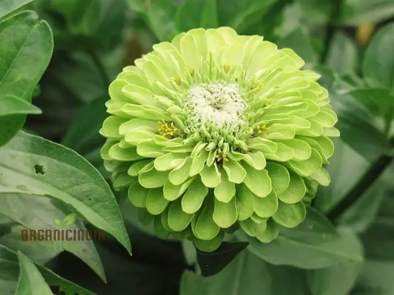 Green with Envy Flower Seed Mix - Spectacular Planting Seeds for Vibrant Gardens