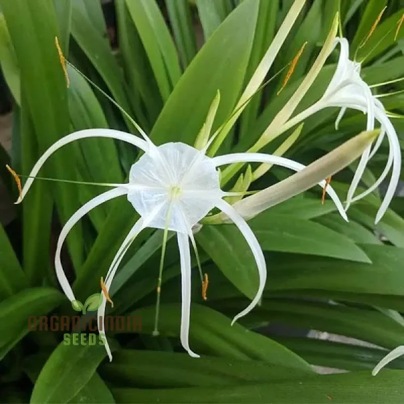 Spider Lily Mixed Color Flower Seeds, Premium Quality Seeds for Planting and Gardening