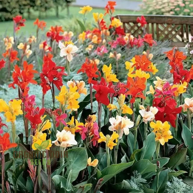 Canna Lily Mix Color Flower Seeds, Vibrant Multicolor Canna Lilies for Stunning Garden, Hardy Perennial Flower Seeds