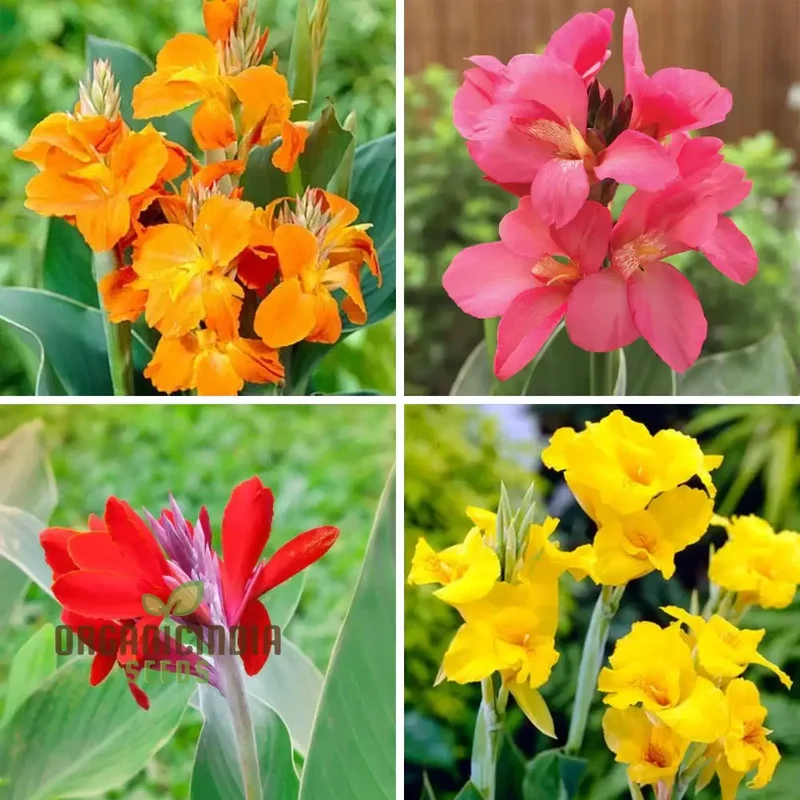 Canna Lily Mix Color Flower Seeds, Vibrant Multicolor Canna Lilies for Stunning Garden, Hardy Perennial Flower Seeds