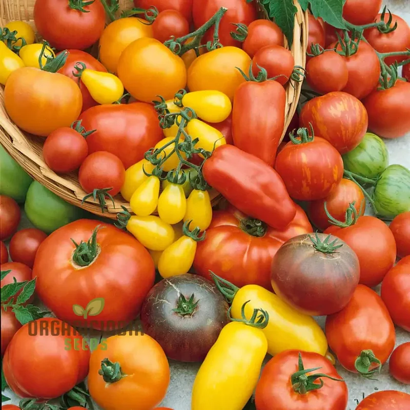 Culinary Blend Tomato Seeds, Premium Quality for Gardening Seeds for Flavorful Harvest