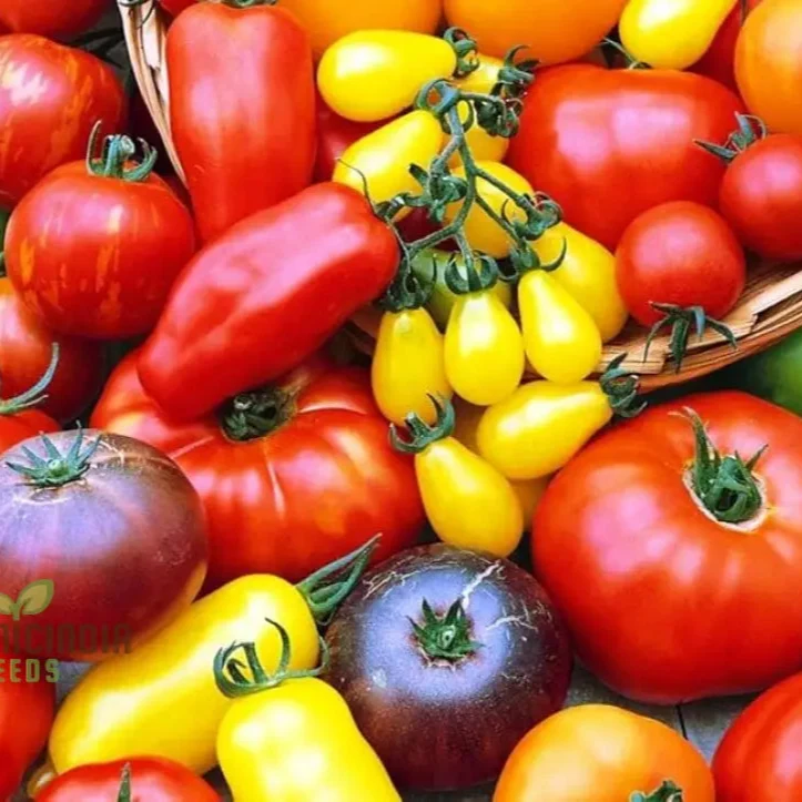 Culinary Blend Tomato Seeds, Premium Quality for Gardening Seeds for Flavorful Harvest