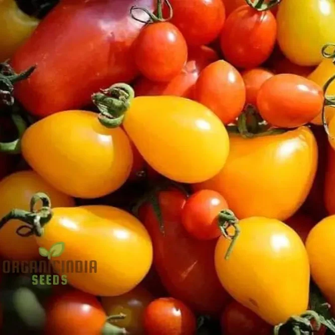 Culinary Blend Tomato Seeds, Premium Quality for Gardening Seeds for Flavorful Harvest