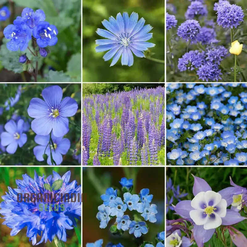 Singin’ The Blues Wildflower Seeds – Blue Flower Mix