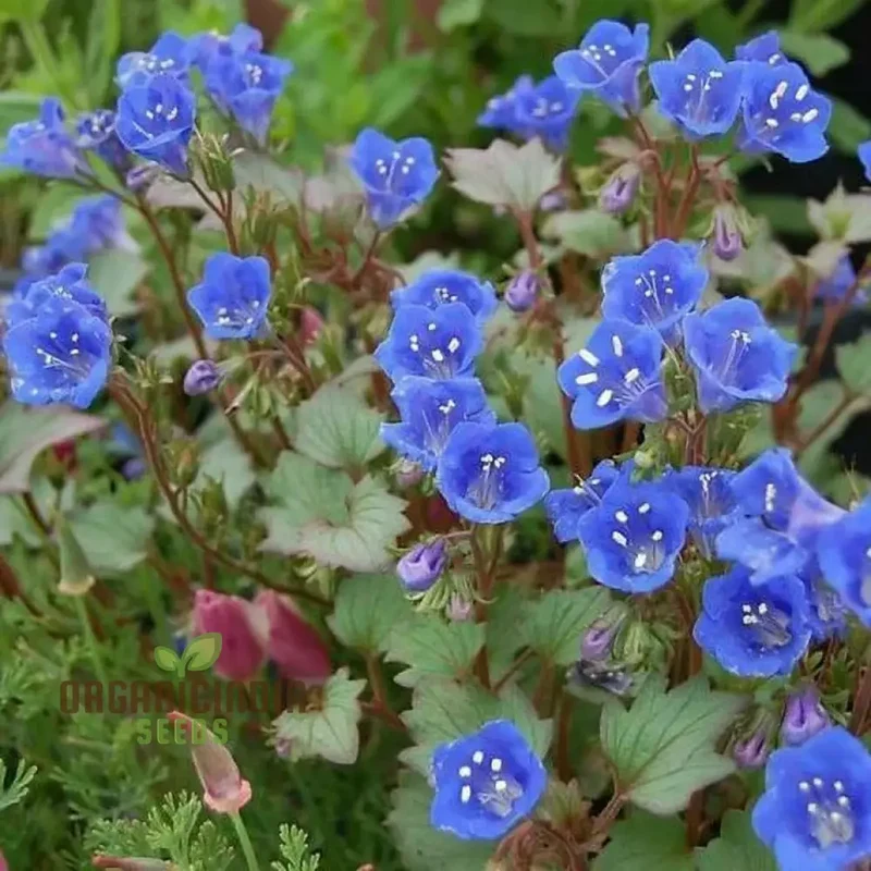 Singin’ The Blues Wildflower Seeds – Blue Flower Mix