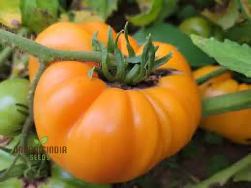 Kellogg's Breakfast Tomato Seeds for Gardening, Premium Quality Seeds