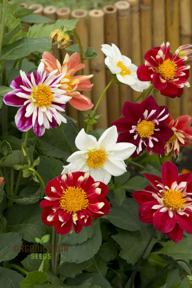 Premium NM Dahlia Top Star Beauty Mix Seeds for Gardening Enthusiasts - Vibrant Flower Varieties for Your Garden