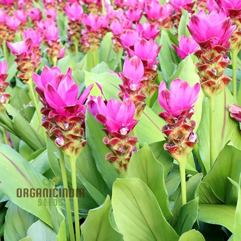 Curcuma Seeds (Pink Curcuma Flower Seeds) - Hardy Perennial Blooms for Gardens