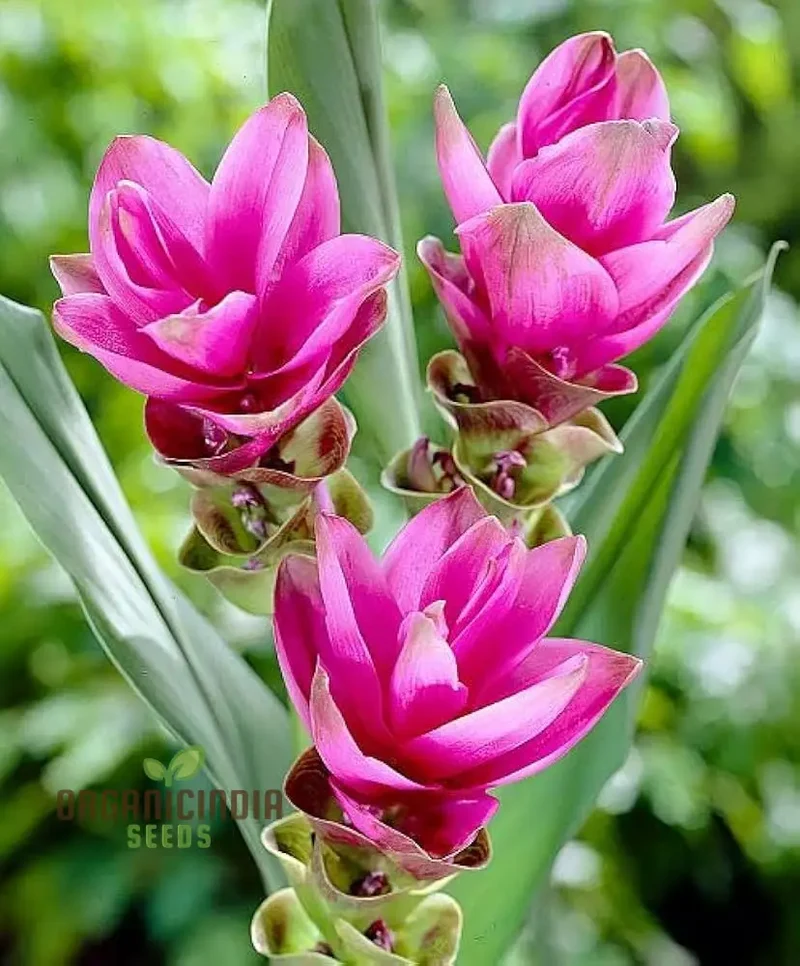 Curcuma Seeds (Pink Curcuma Flower Seeds) - Hardy Perennial Blooms for Gardens