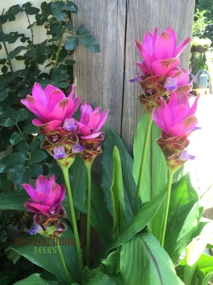 Curcuma Seeds (Pink Curcuma Flower Seeds) - Hardy Perennial Blooms for Gardens