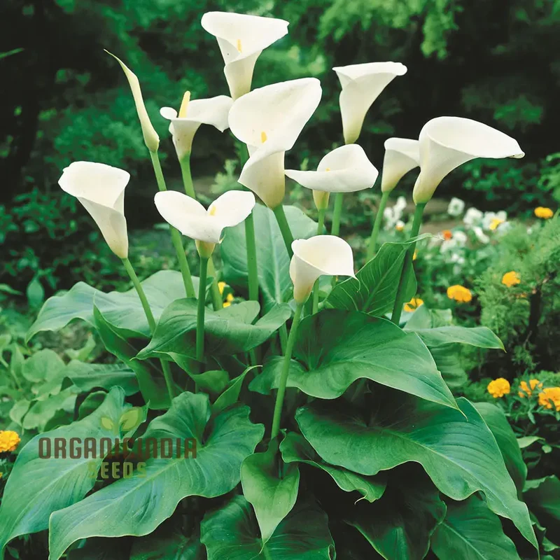 Zantedeschia Seeds (Zantedeschia Aethiopica Seeds) - Elegant White Blooms for Garden Planting
