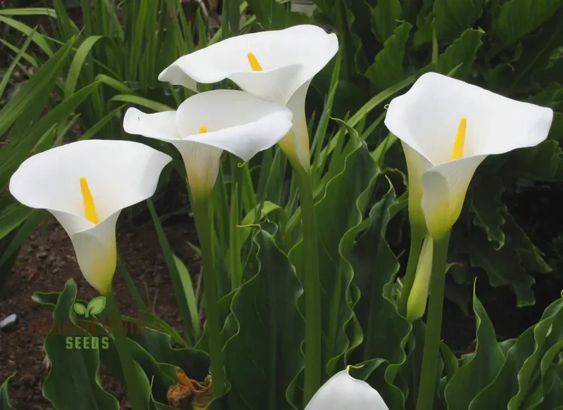 Zantedeschia Seeds (Zantedeschia Aethiopica Seeds) - Elegant White Blooms for Garden Planting